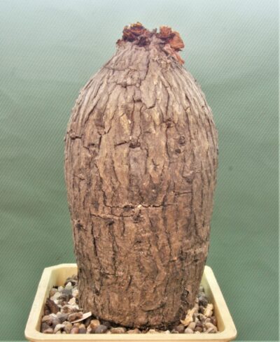 oxygonum-stuhlmannii-polygonaceae.-morogoro-tanzania-2