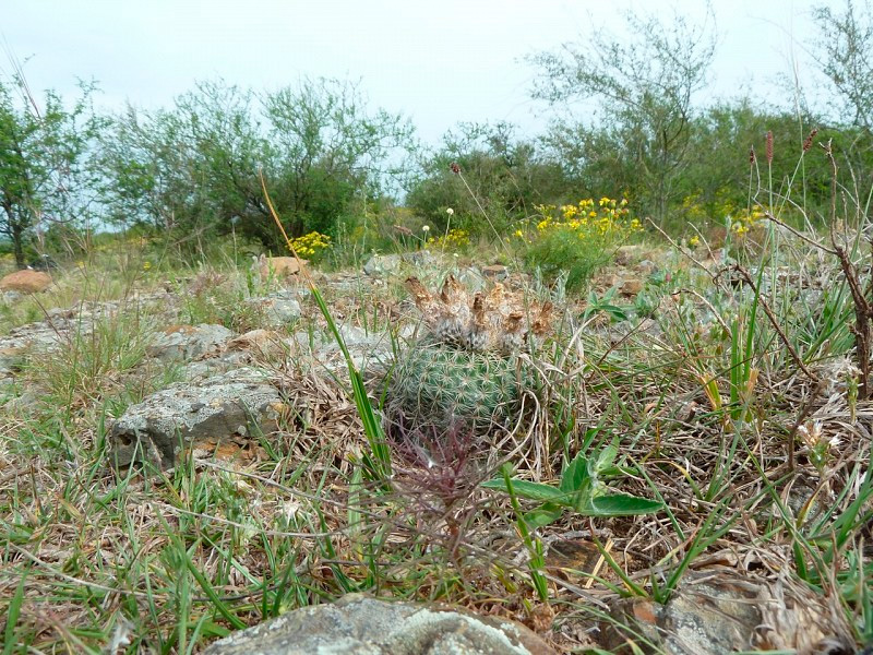 Parodia arnostiana (curvispina)