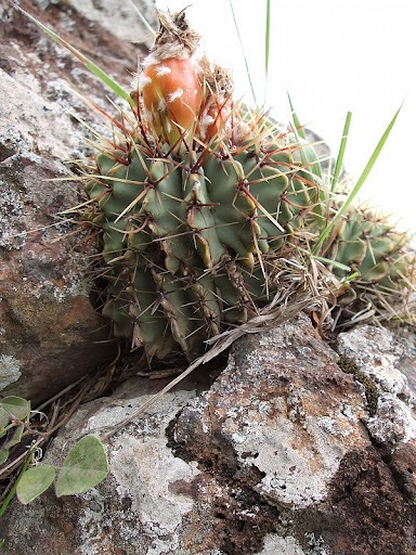 Parodia buiningii 
