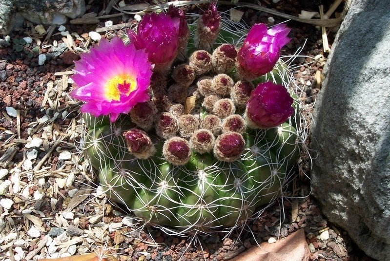 Parodia crassigibba