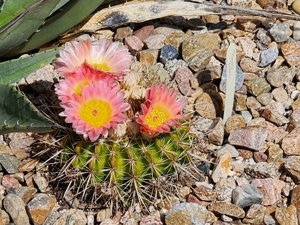 Parodia herteri