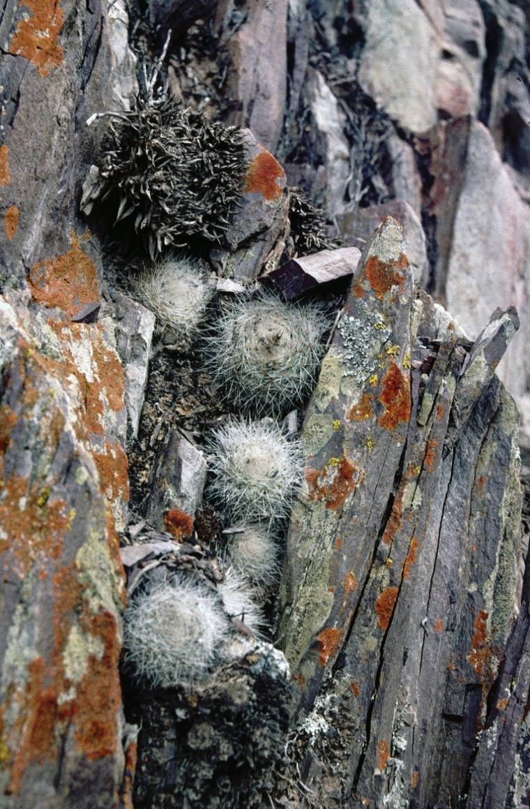 Parodia nivosa