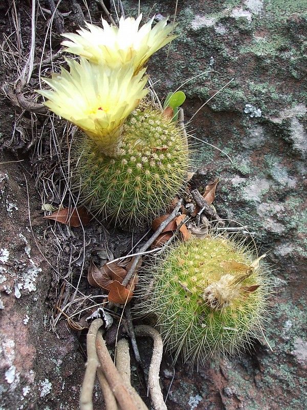 Parodia werdermanniana
