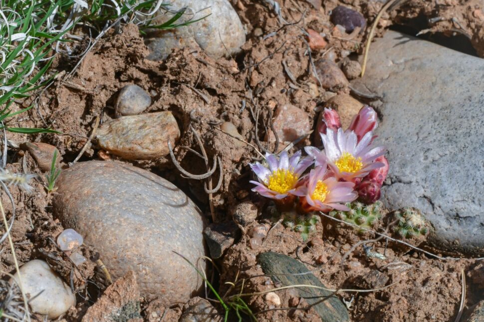 100 зникаючих видів кактусів (Частина 3) 13 Pediocactus knowltonii