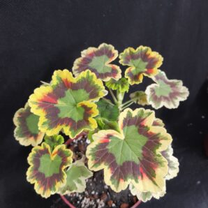 Pelargonium Contrast (Tricolor)
