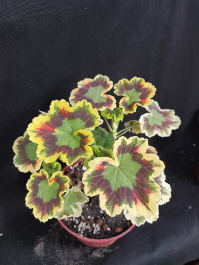 Pelargonium Contrast (Tricolor)
