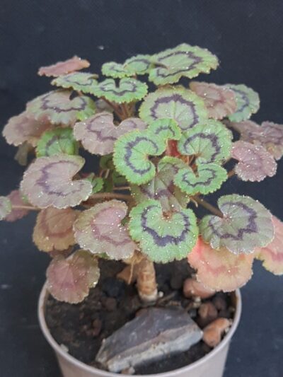 Pelargonium Dresden pink