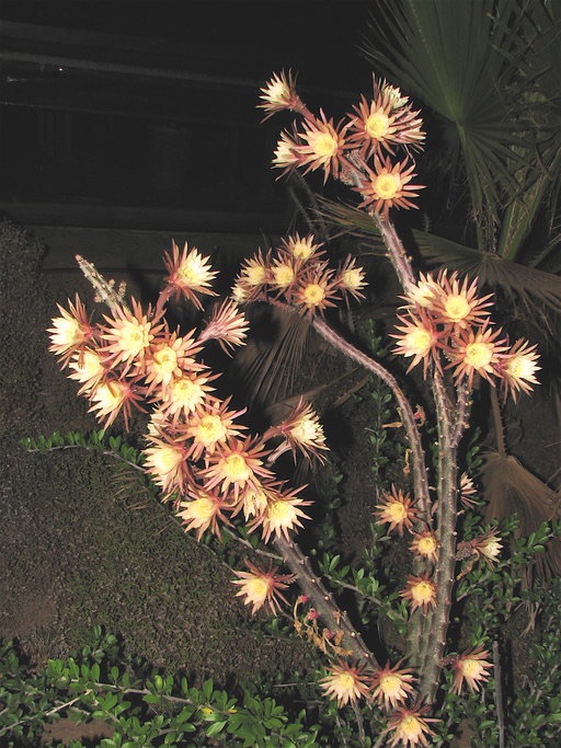 Peniocereus (Acanthocereus) maculatus