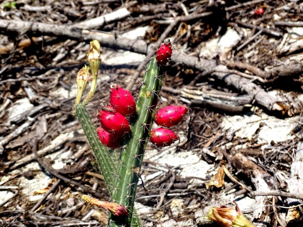 Peniocereus (Acanthocereus) occidentalis