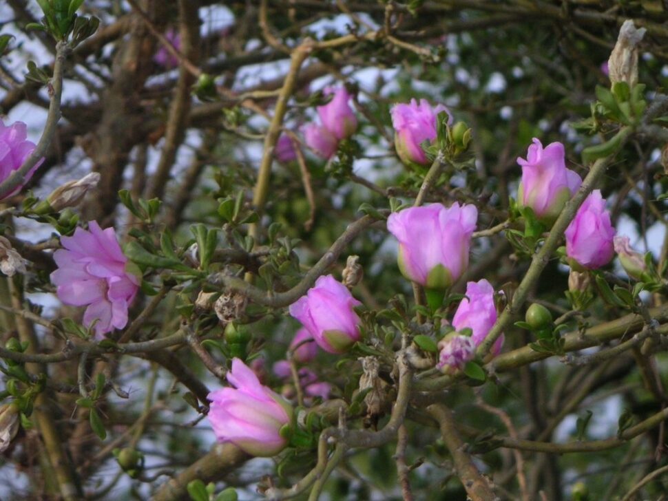 100 зникаючих видів кактусів (Частина 3) 17 Pereskia (Leuenbergeria) quisqueyana