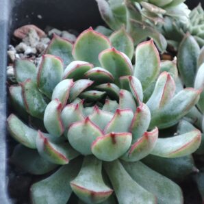 Echeveria dreem rose