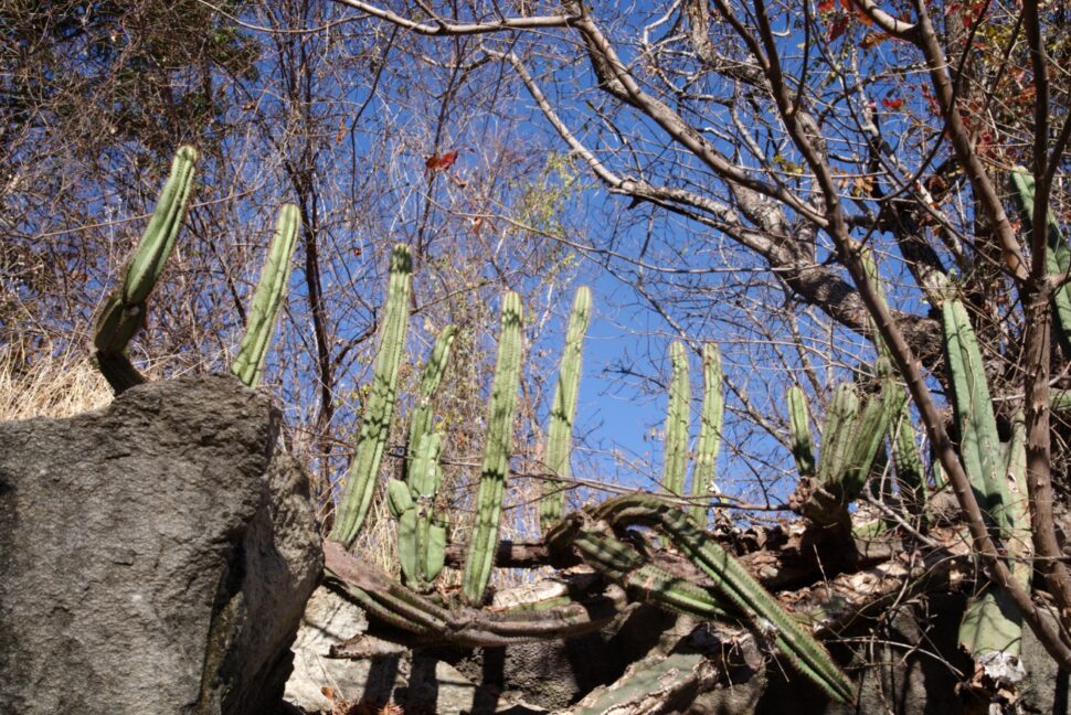 100 зникаючих видів кактусів (Частина 3) 18 Pilosocereus azulensis