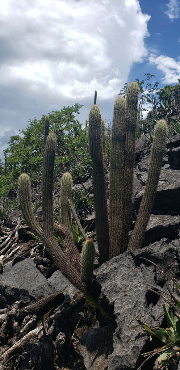 Pilosocereus diersianus