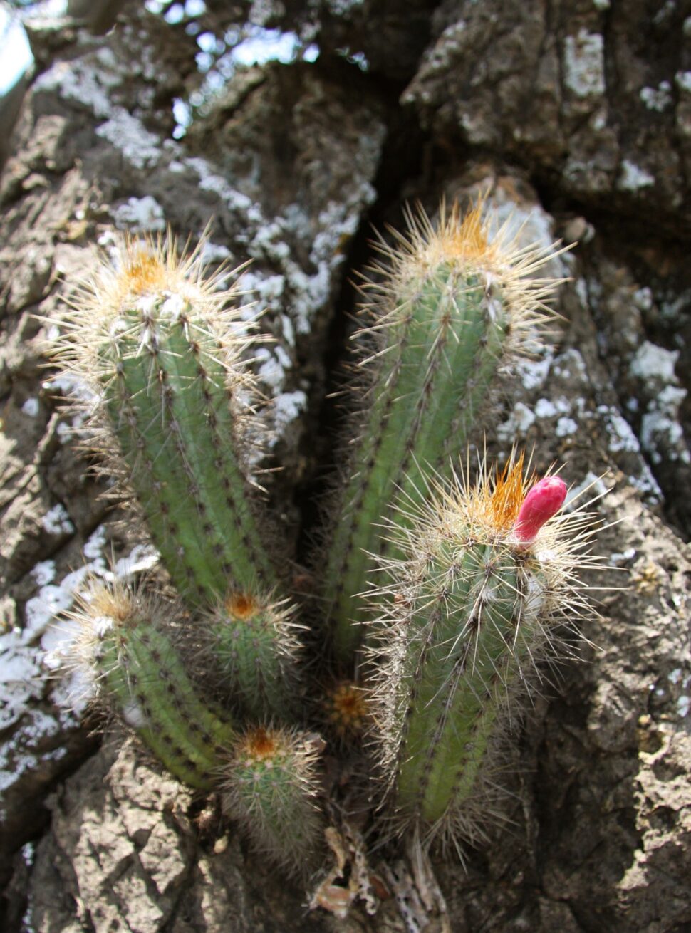 Pilosocereus frewenii