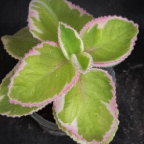 Plectranthus amboinicus