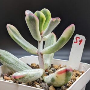 Cotyledon Orbiculata variegata (Long leaf)