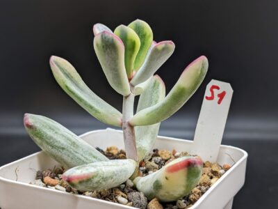 Cotyledon Orbiculata variegata (Long leaf)