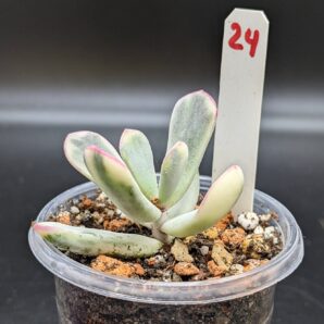 Cotyledon Orbiculata variegata (Long leaf)
