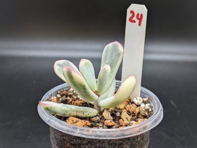 Cotyledon Orbiculata variegata (Long leaf)