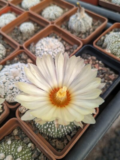 Astrophytum asterias - Зображення 2