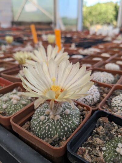 Astrophytum asterias
