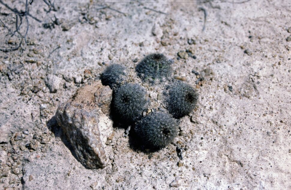Pygmaeocereus bylesianus