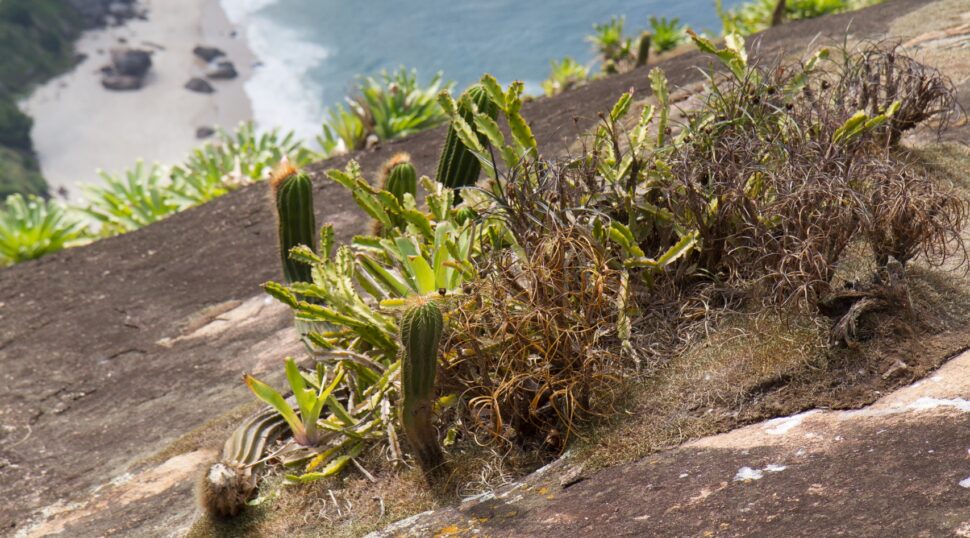 Rhipsalis triangularis