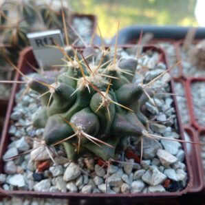 THELOCACTUS rinconensis ssp. freudenbergeri CSD 173