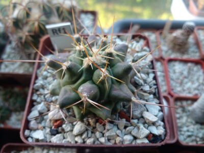 THELOCACTUS rinconensis ssp. freudenbergeri CSD 173