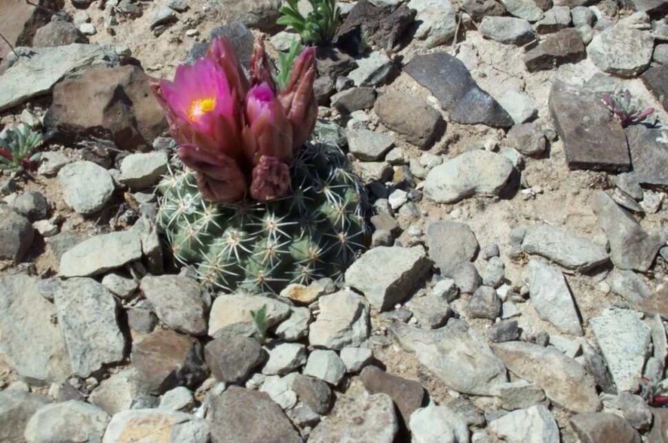 100 зникаючих видів кактусів (Частина 3) 25 Sclerocactus brevispinus