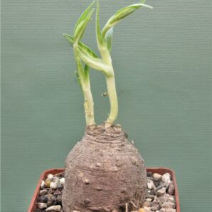stathmostelma-fornicatum-ssp.-fornicatum-ruvuma-prov.-tanzania-1
