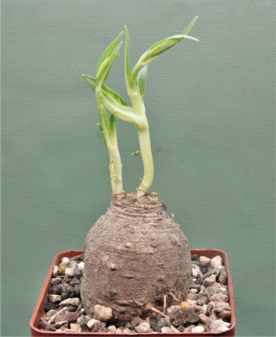 stathmostelma-fornicatum-ssp.-fornicatum-ruvuma-prov.-tanzania-1