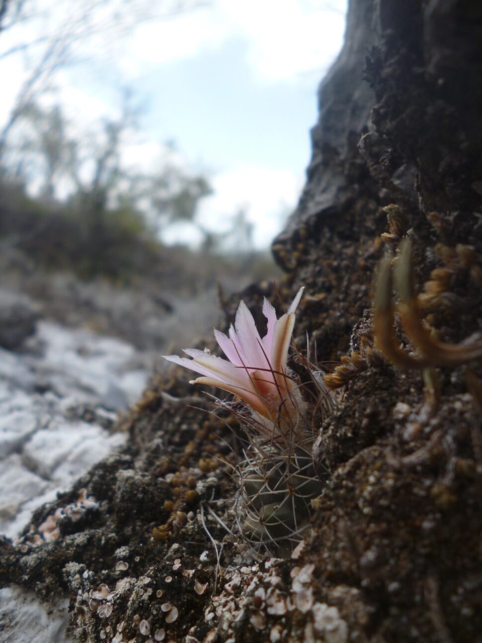100 зникаючих видів кактусів (Частина 3) 30 Turbinicarpus laui