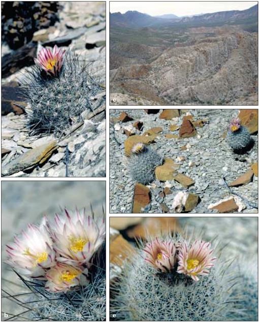 Turbinicarpus mandragora