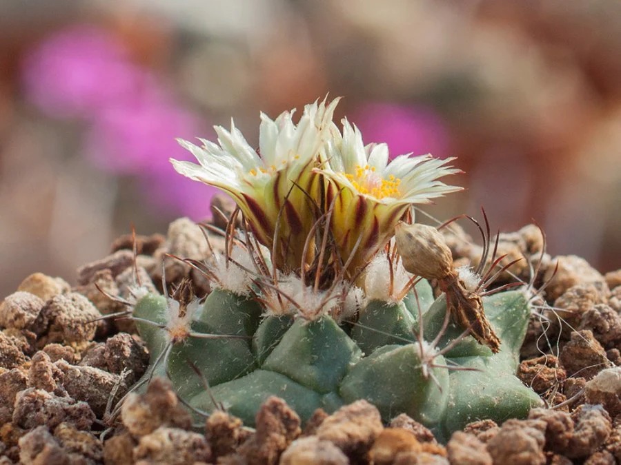 Turbinicarpus swobodae