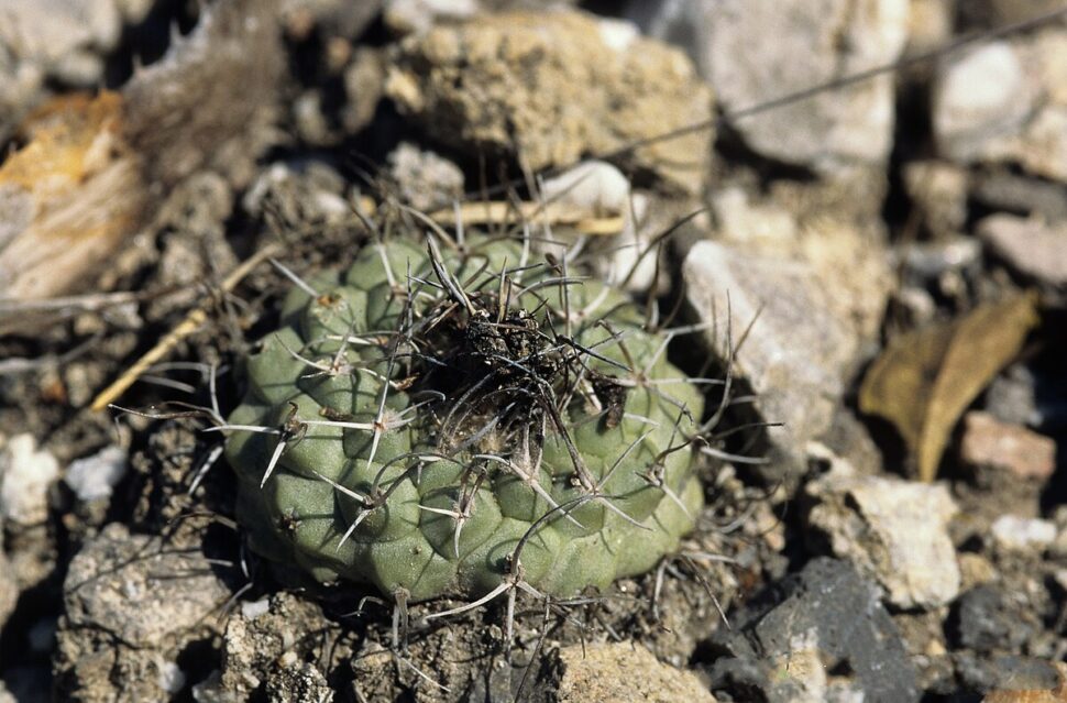 100 зникаючих видів кактусів (Частина 3) 29 Turbinicarpus hoferi