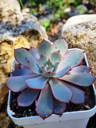 Echeveria Azulita - Зображення 3