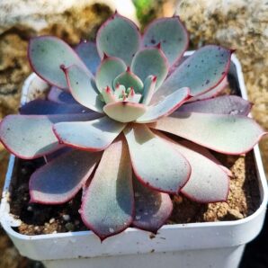 Echeveria Azulita