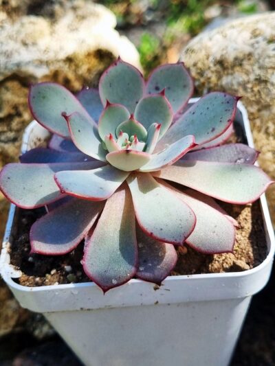 Echeveria Azulita