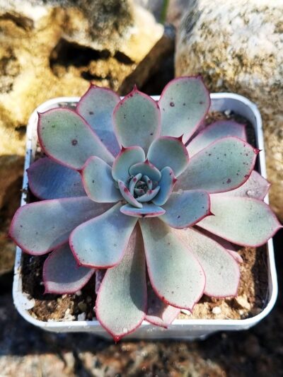 Echeveria Azulita - Зображення 2