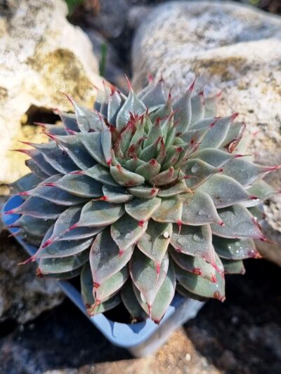 Graptopetalum Silver Star - Зображення 2