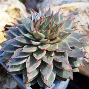 Graptopetalum Silver Star
