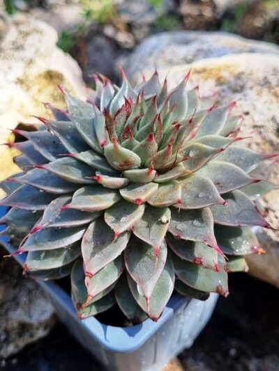 Graptopetalum Silver Star