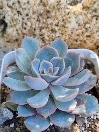 Echeveria Orion hybrid - Зображення 2
