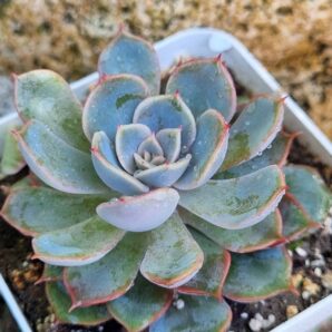 Echeveria Orion hybrid