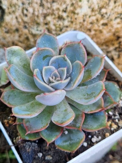 Echeveria Orion hybrid