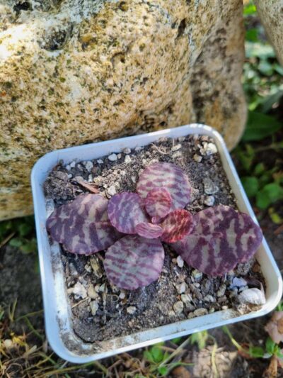 Kalanchoe Humilis Desert surprise