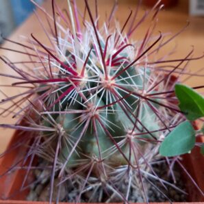 Sclerocactus BigPincRd