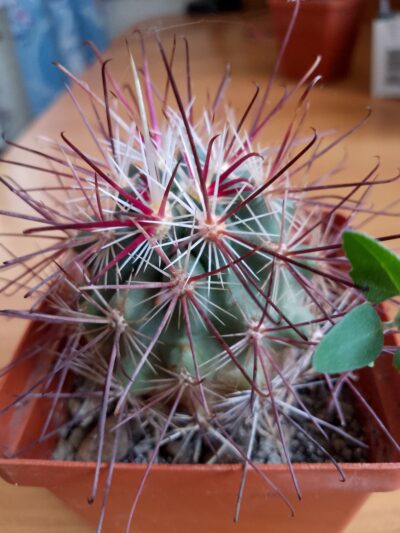 Sclerocactus BigPincRd