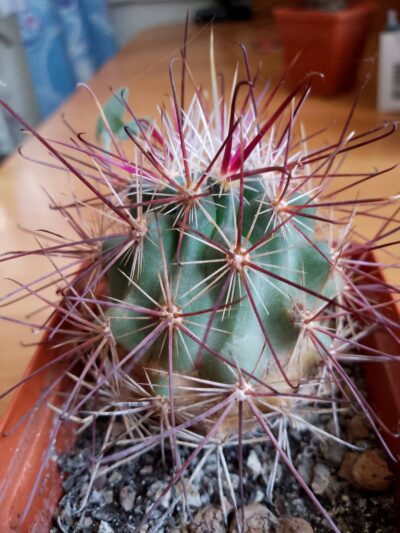 Sclerocactus BigPincRd - Зображення 2